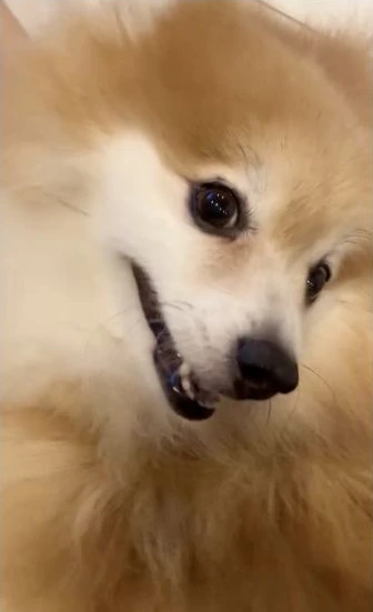 MELIAでくつろぐ犬の表情