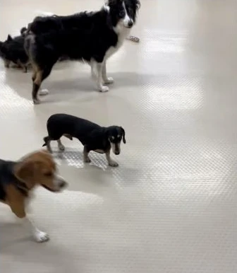 MELIAが紹介する犬の日常の様子